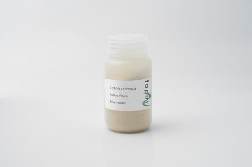 FCMF8-CCP32RM | Maize Flour | Mycotoxins